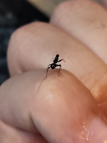 Ant Damselbug