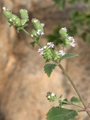 Aeollanthus buchnerianus