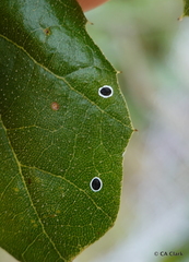 Tetraleurodes perileuca