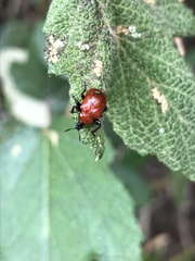 Henicolabus