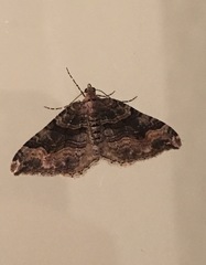 Xanthorhoe defensaria