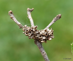 Callirhytis serricornis