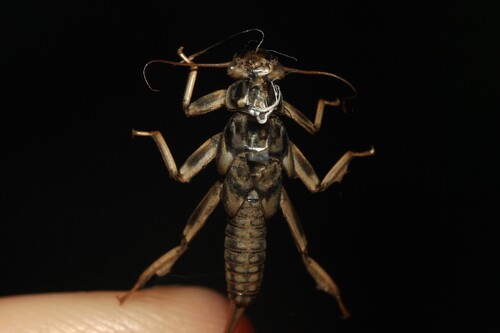 Perla marginata