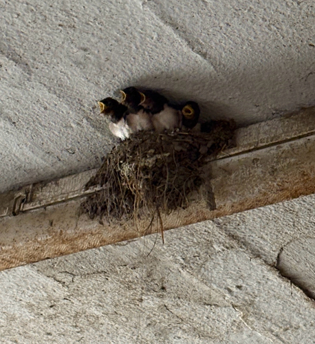 Barn Swallow
