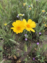 Leptosyne calliopsidea