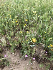 Leptosyne calliopsidea