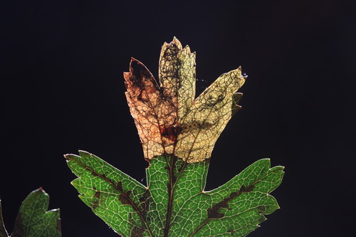 Trachys minutus