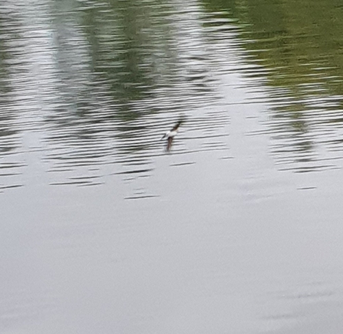 Western House Martin