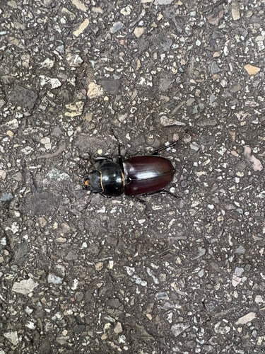 European Stag Beetle