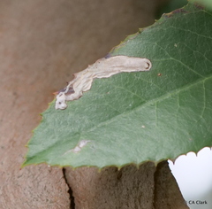 Stigmella heteromelis