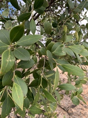 Olea capensis enervis
