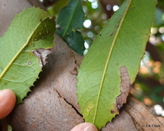 Stigmella heteromelis