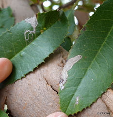 Stigmella heteromelis