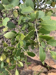 Olea capensis enervis