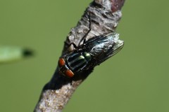 Cochliomyia