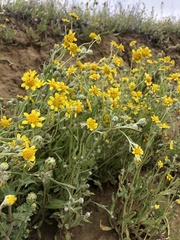 Monolopia stricta