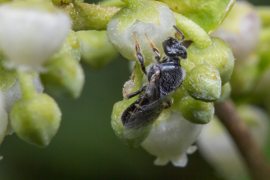 Perdita novaeangliae