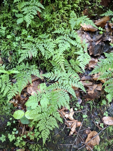 Mountain bladderfern (Cystopteris montana)