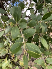 Olea capensis enervis