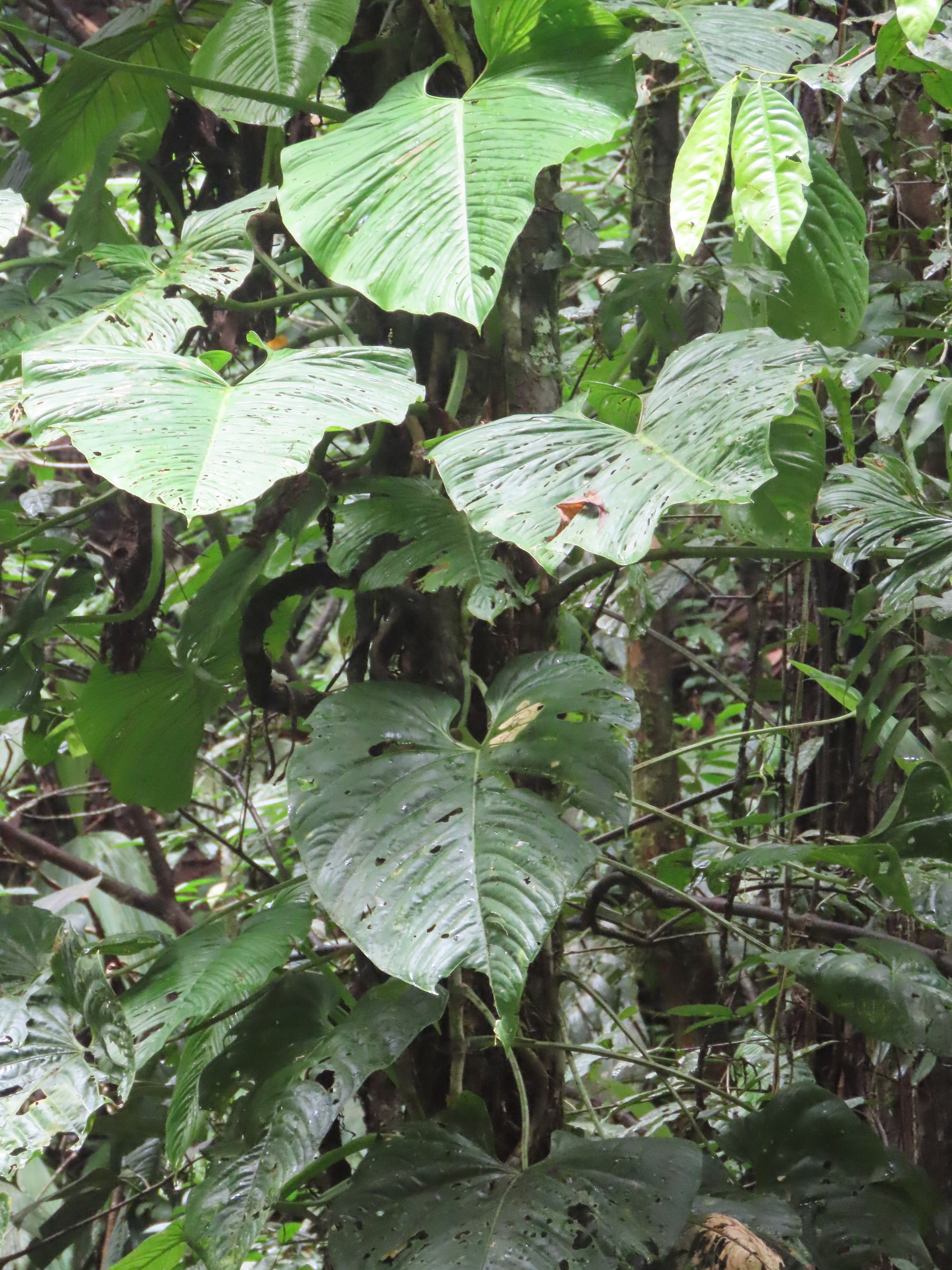 Anthurium breviscapum Kunth 2