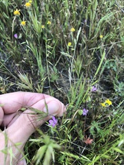 Festuca microstachys