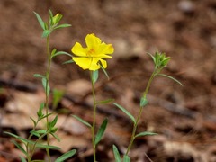 Crocanthemum canadense