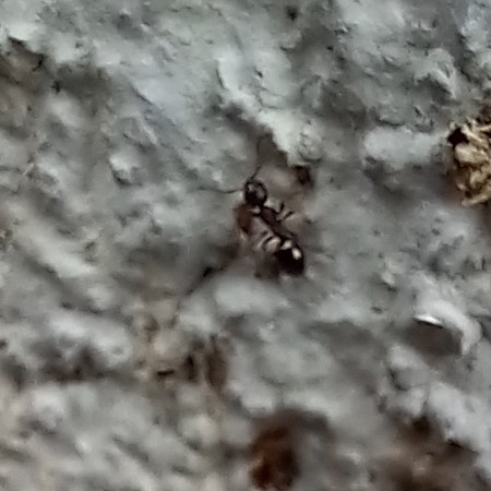 Four-Spotted Odorous Ant