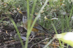 Turdus rufopalliatus