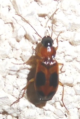 Badister neopulchellus