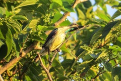Cinnyris bifasciatus microrhynchus