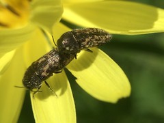 Acmaeodera neglecta neoneglecta