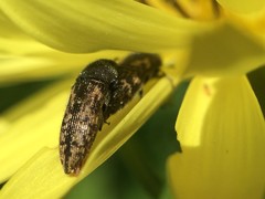 Acmaeodera neglecta neoneglecta