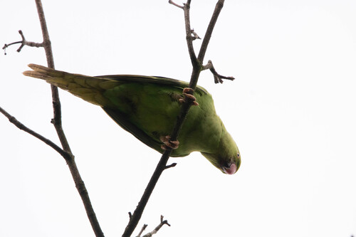 Rose-ringed Parakeet