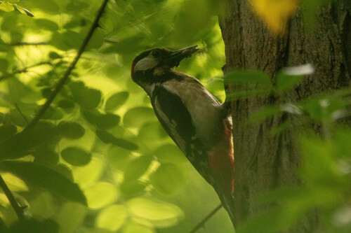 Great Spotted Woodpecker