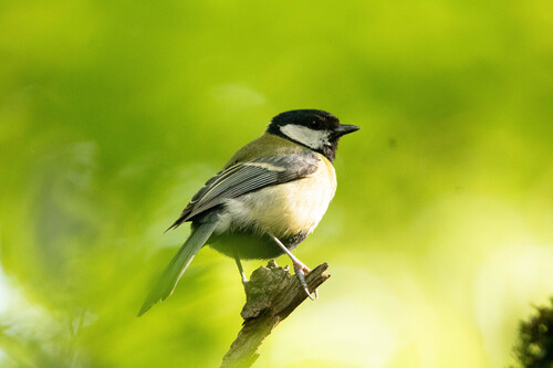 Great Tit