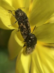 Acmaeodera neglecta neoneglecta