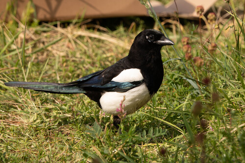 Eurasian Magpie