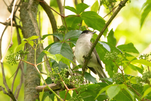 Eurasian Blackcap