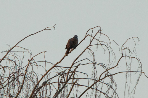European Turtle-Dove