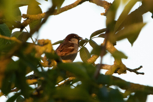 House Sparrow
