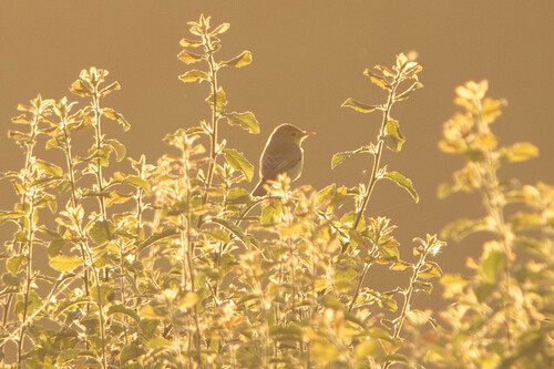 Melodious Warbler