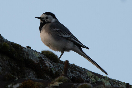 White Wagtail