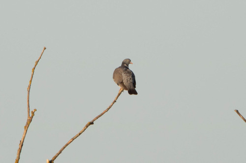 Common Wood-Pigeon
