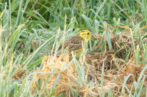 Yellowhammer