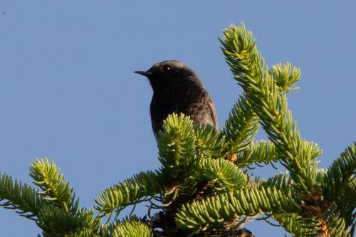 Black Redstart