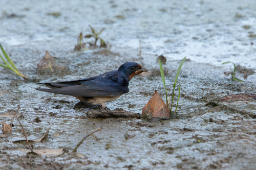 Barn Swallow
