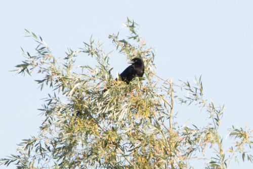 Carrion Crow