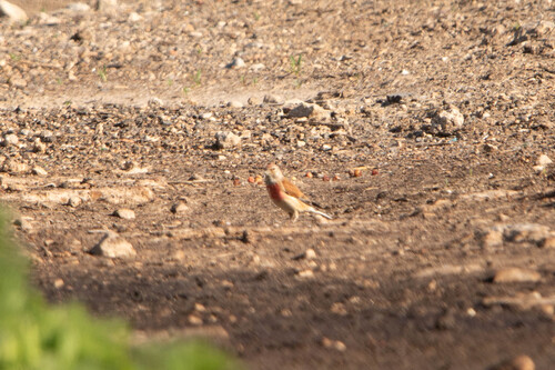 Eurasian Linnet