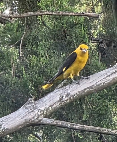 Eurasian Golden Oriole
