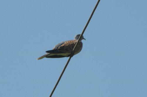 European Turtle-Dove